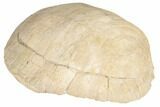 Fossil Tortoise (Testudo) Shell - South Dakota #192494-2